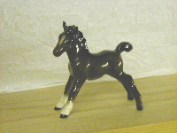 Foal