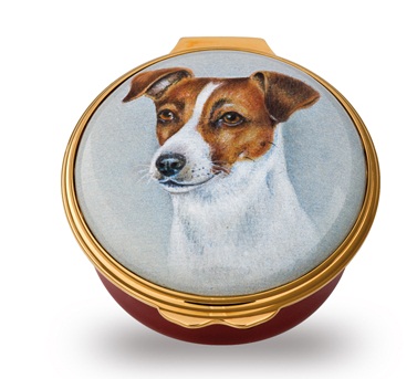 Dog - Jack Russell