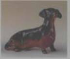 Dachshound